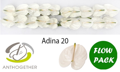 ANTH A ADINA 20 Flow Pack
