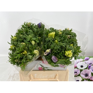 ANEM CO GALIL PASTEL