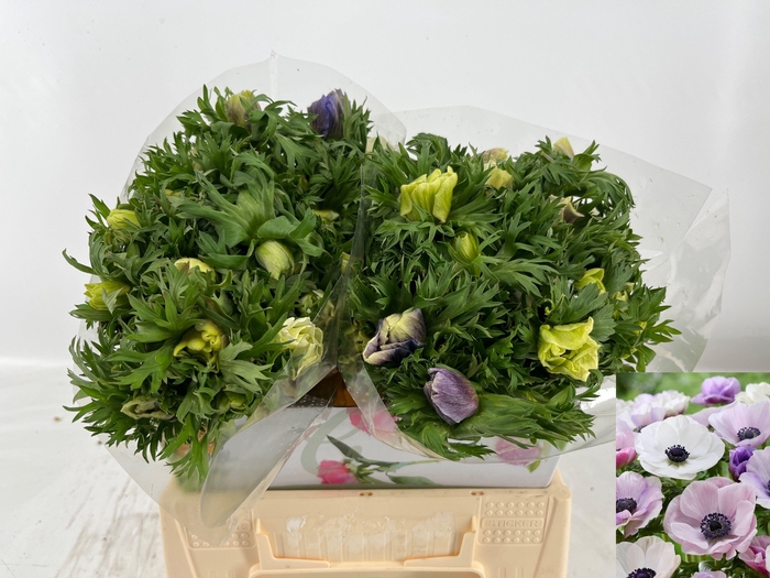 <h4>ANEM CO GALIL PASTEL</h4>