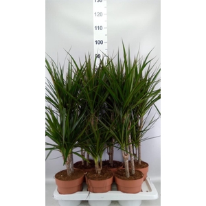 Dracaena marg.