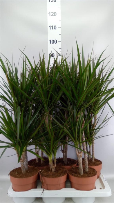 <h4>Dracaena marg.</h4>