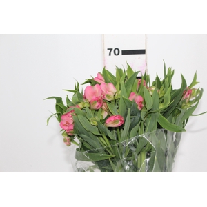 ALSTROEMERIA TOURMALINE 060 CM ROSA