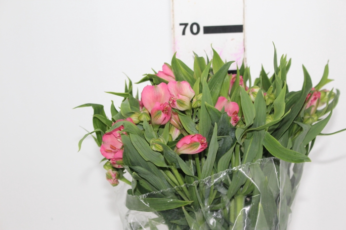<h4>ALSTROEMERIA TOURMALINE 060 CM ROSA</h4>