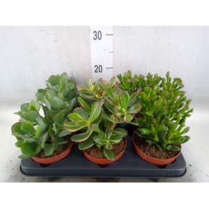 Crassula   ...mix