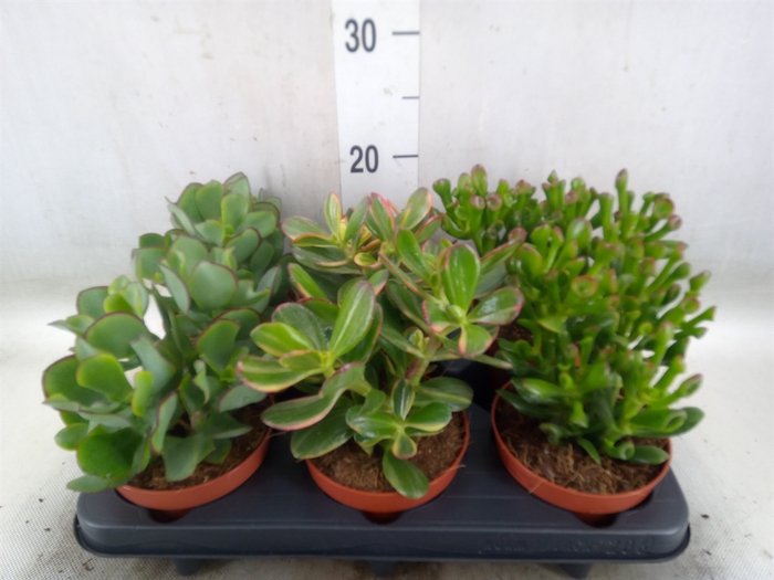<h4>Crassula   ...mix</h4>