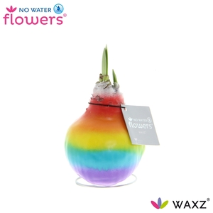 No Water Flowers Waxz® Rainbow