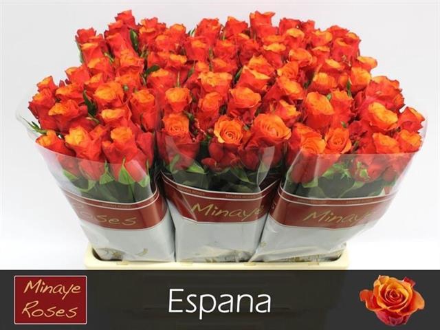 <h4>R GR ESPANA@</h4>