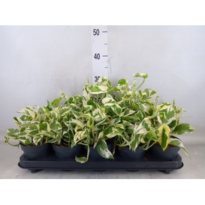 Epipremnum pinn. 'NJoy'