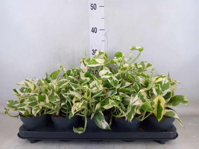 <h4>Epipremnum pinn. 'NJoy'</h4>