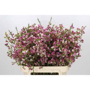 Chamelaucium Leilani