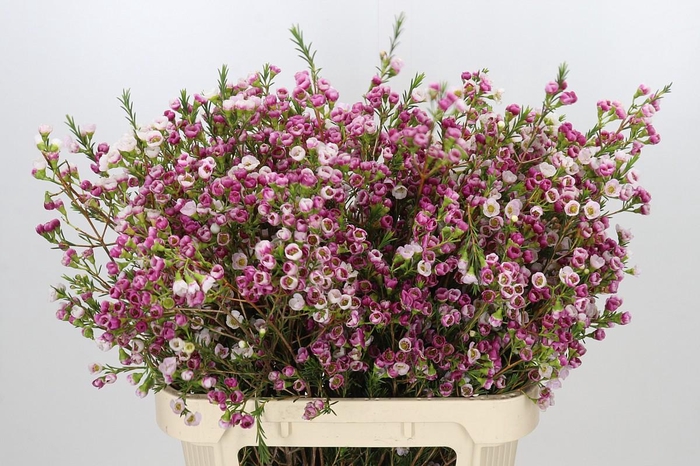 <h4>Chamelaucium Leilani</h4>
