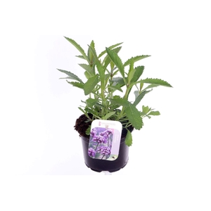 Verbena bonariensis