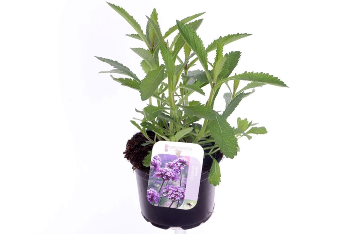 <h4>Verbena bonariensis</h4>
