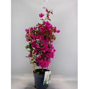 Bougainvillea  'Sanderiana'