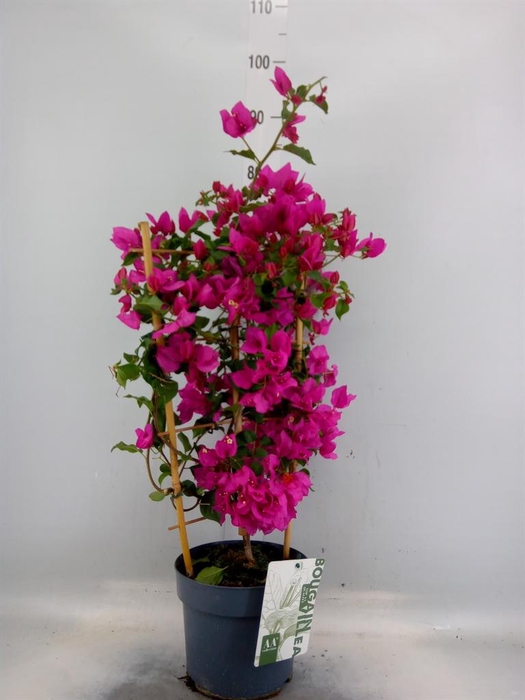<h4>Bougainvillea 'Sanderiana'</h4>