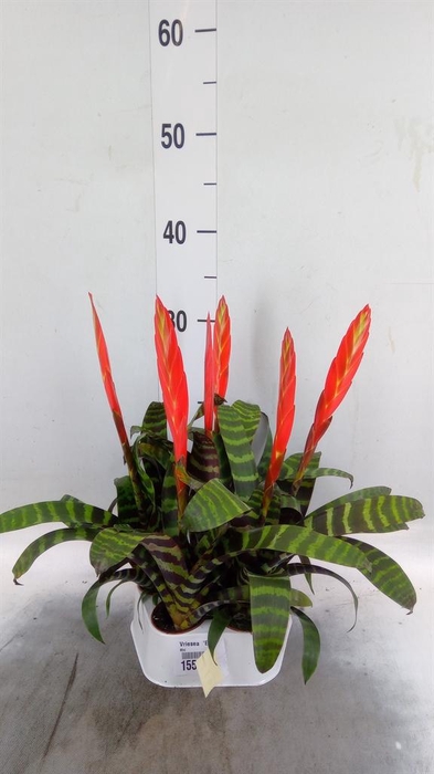 <h4>Vriesea  'Era'</h4>