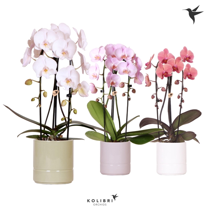 <h4>Kolibri Orchids Cascade Niagara Fall mix 2 spike in Pastel pot mix</h4>