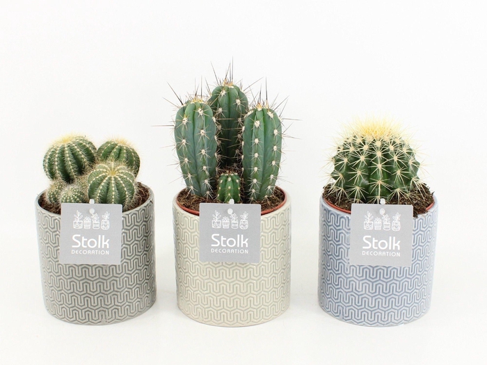<h4>Cactus Mix in Gaia keramiek</h4>