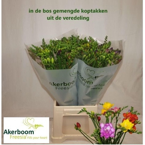 Freesia enk Mix