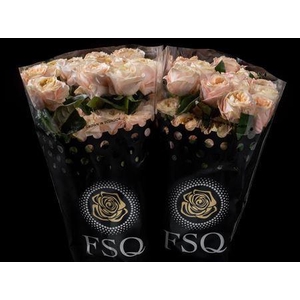 R Gr Melon Xpression Box