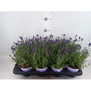 Lavandula angus. 'Hidcote'