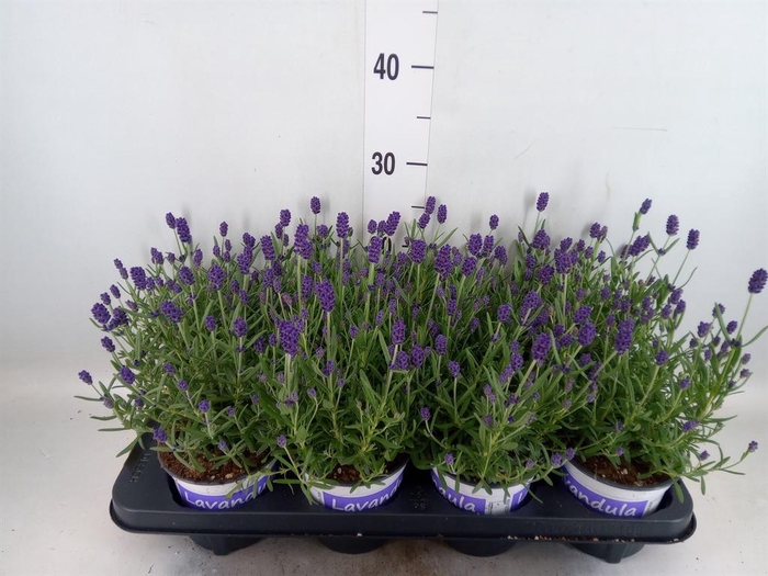 <h4>Lavandula angus. 'Hidcote'</h4>
