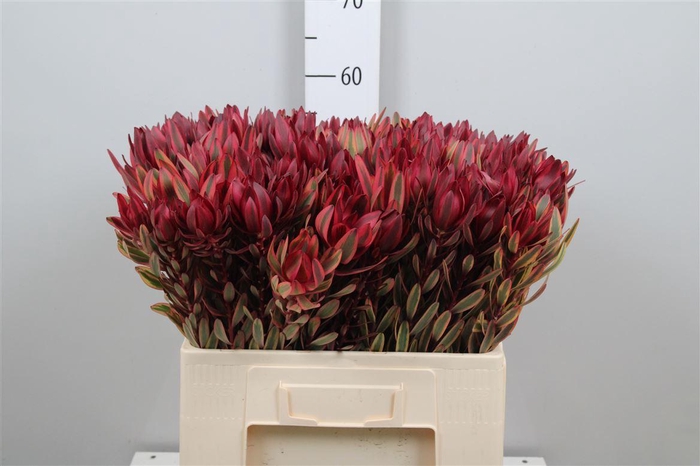 <h4>Leucad Jester</h4>