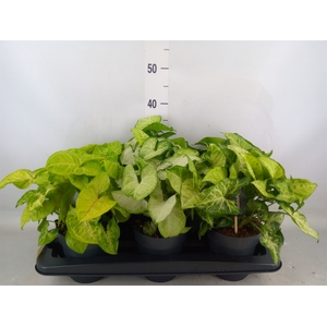 Syngonium   ...mix