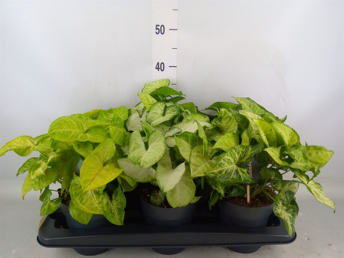 <h4>Syngonium   ...mix</h4>