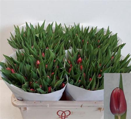 <h4>Tu En Debutante</h4>