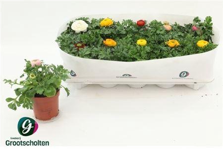 arr8 Ranun Sprink Dw Gem