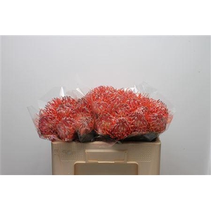 Leuco Scarlet Ribbon