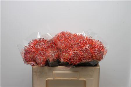 <h4>Leuco Scarlet Ribbon</h4>