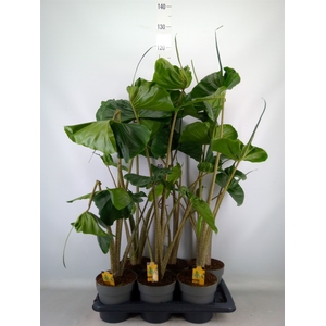 Alocasia macrorrhizos 'Stingray'