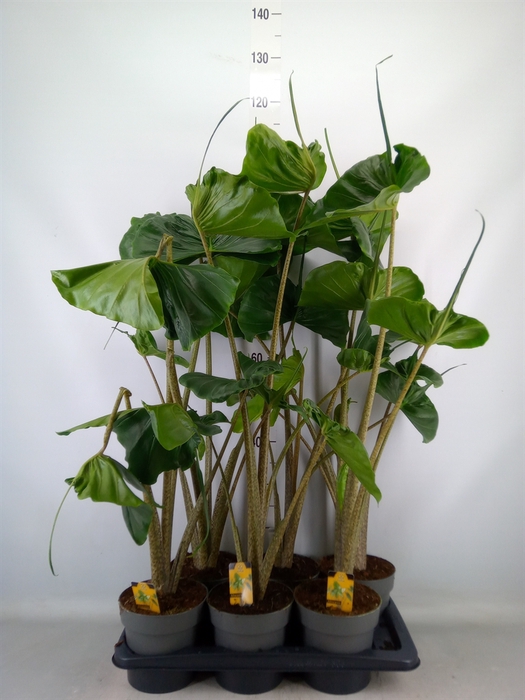 <h4>Alocasia macrorrhizos 'Stingray'</h4>