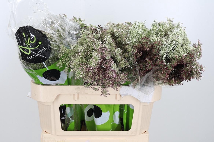 <h4>Daucus Carota</h4>