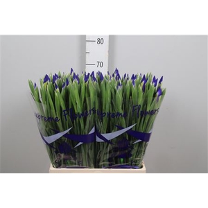 Iris Prof Blaauw