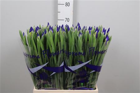 <h4>Iris Prof Blaauw</h4>