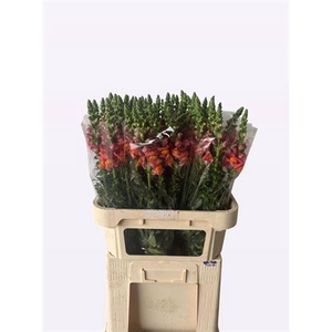 Antir Antibes Orange