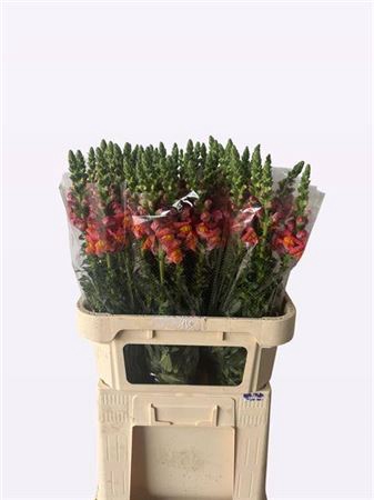 <h4>Antir Antibes Orange</h4>