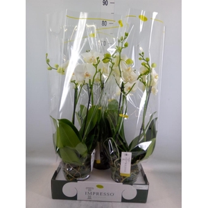 Phalaenopsis   ...white