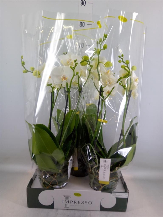 <h4>Phalaenopsis   ...white</h4>