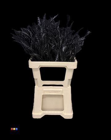 <h4>Grevillea Ivanhoe Black</h4>