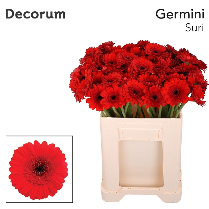 <h4>Germini Suri Water</h4>