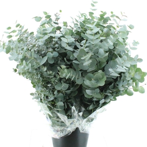 Euca Cinerea Long 200grams