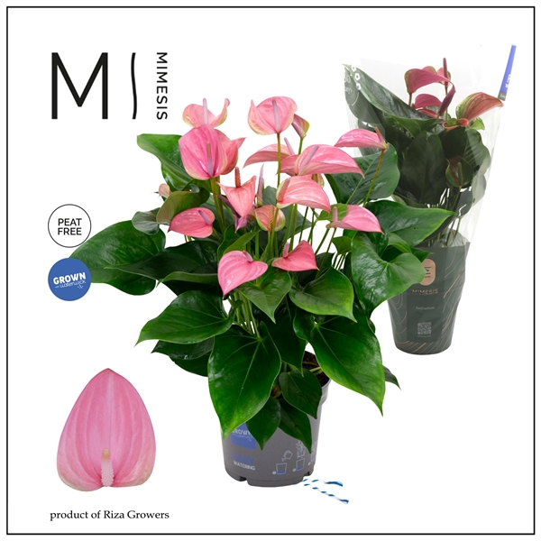 <h4>Mimesis Anthurium KARMA Joli - 17cm</h4>