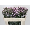 Aster Baby Pink Pearl
