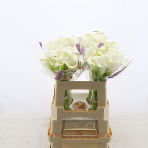 Calla Whitehorse