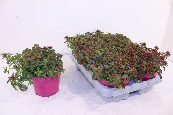 <h4>SEDUM SPU SPOT D ROS</h4>