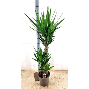 YUCCA